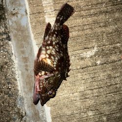 短時間アジング