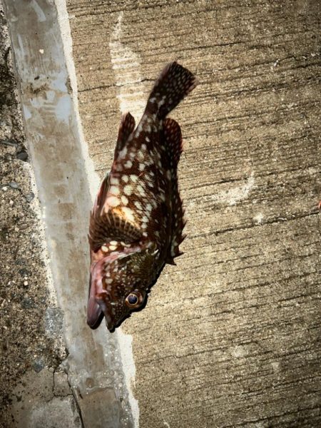 短時間アジング