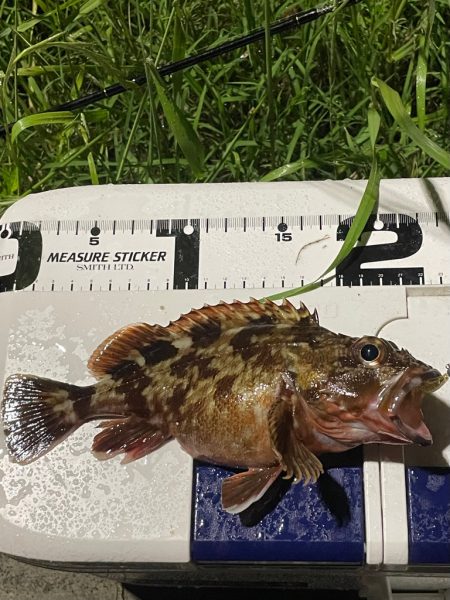 ジグ単de〜アジング久々に釣れました^ ^