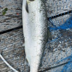 今期最後のサーモンコーナー