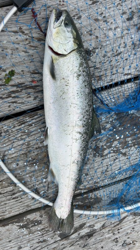 今期最後のサーモンコーナー