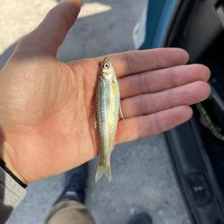 のんびりモロコ釣り