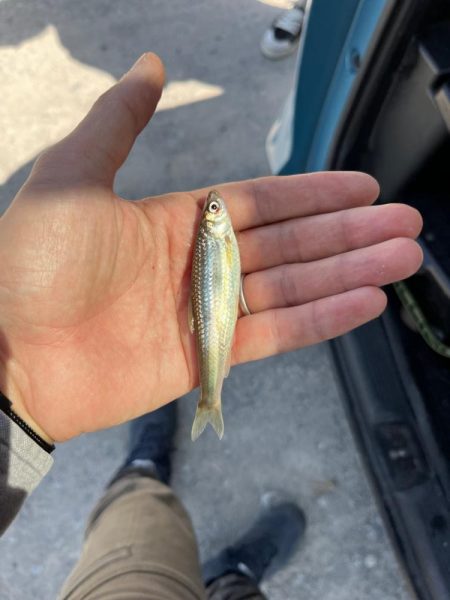 のんびりモロコ釣り