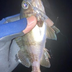 メバルプラッキン