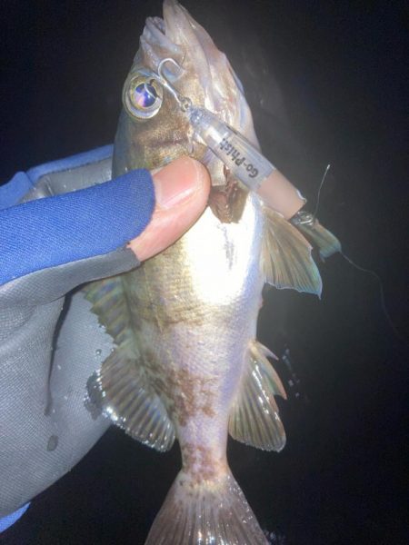 メバルプラッキン