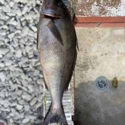 良型イサキにチヌ