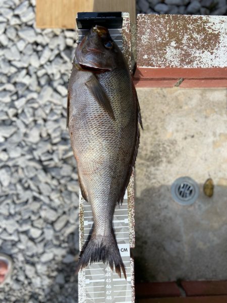 良型イサキにチヌ