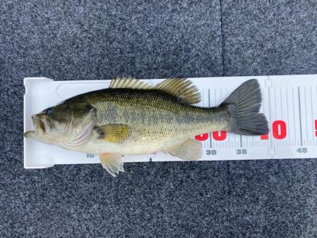 1日ボート釣行！