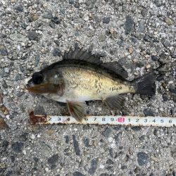 遠投サビキでチヌ⁉️