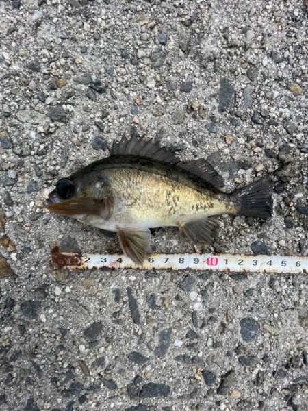 遠投サビキでチヌ⁉️