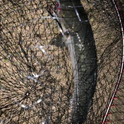 活性が高い！ボラの・・・