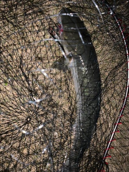 活性が高い！ボラの・・・