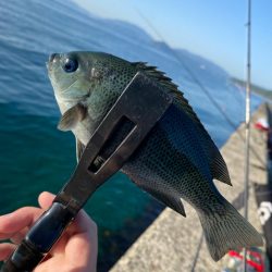 アジング調査2 その他もついでに