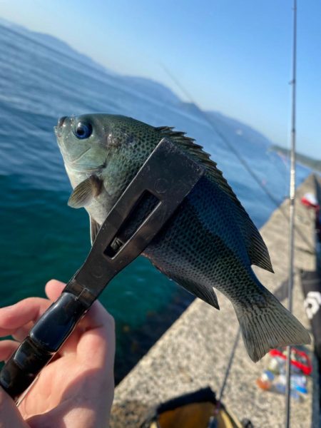 アジング調査2 その他もついでに