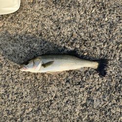 エビ撒きでハネ釣り