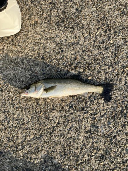 エビ撒きでハネ釣り