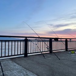 青物はおあずけ