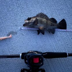 テクテクとメバリング