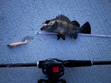 テクテクとメバリング