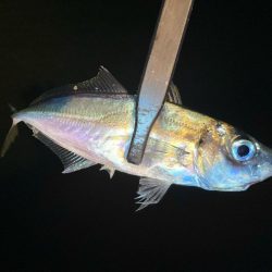 夜な夜なアジ探し