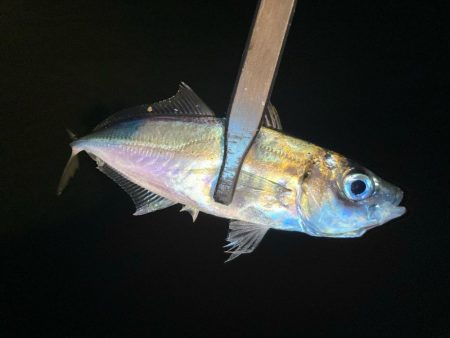 夜な夜なアジ探し