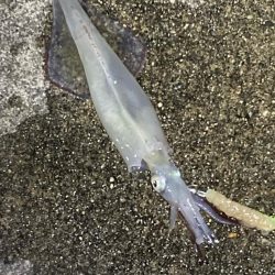 今季最後のヤリイカ