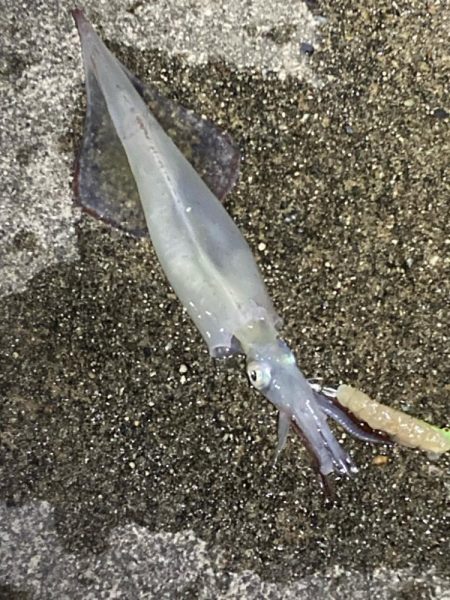 今季最後のヤリイカ