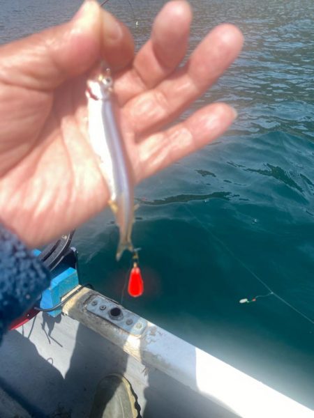 ヒメマス&わかさぎ釣り