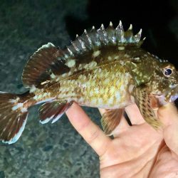 今夜もアジは釣れず