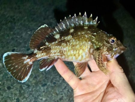 今夜もアジは釣れず