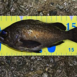 ひたすらキャスト