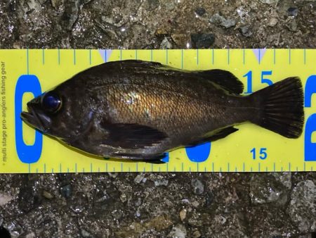 ひたすらキャスト