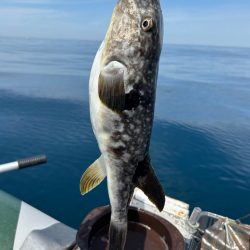 マイボートでノッコミ真鯛狙い!