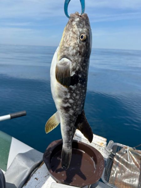 マイボートでノッコミ真鯛狙い!