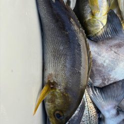 イサキリベンジ