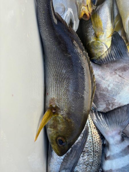 イサキリベンジ