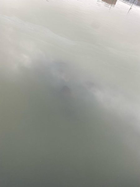 激濁りチニング