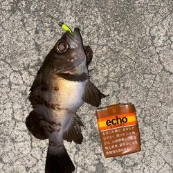 メバリングで真鯛！