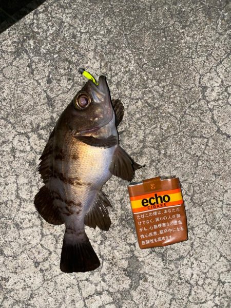 メバリングで真鯛！