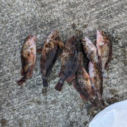 ガシラ好調でした!