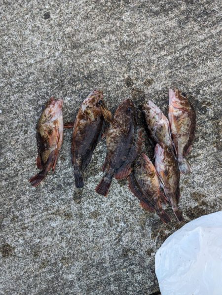 ガシラ好調でした!