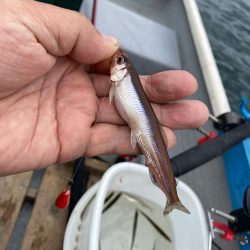 わかさぎ&シナノユキマス釣り