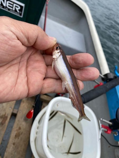 わかさぎ&シナノユキマス釣り