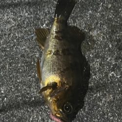 淡路島釣行1日目