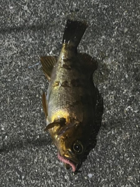 淡路島釣行1日目