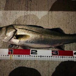 連日の複数ヒット