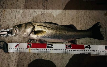 連日の複数ヒット