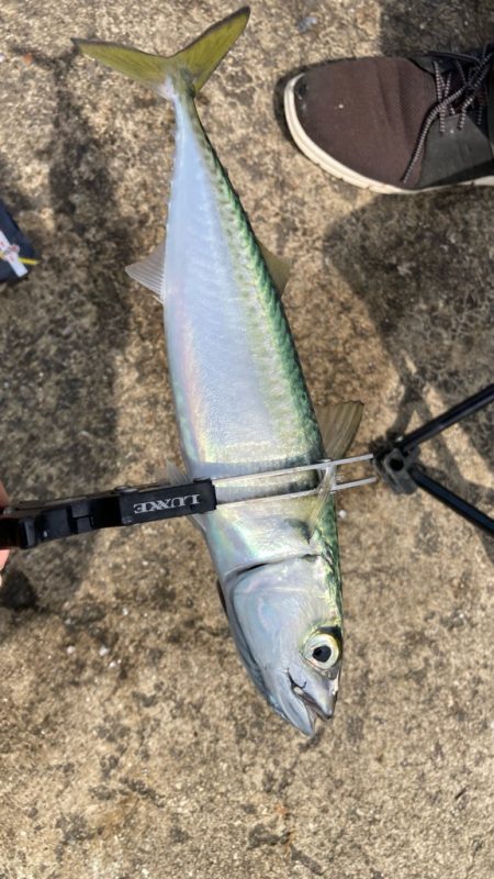 鰯釣りに島へ🏝️