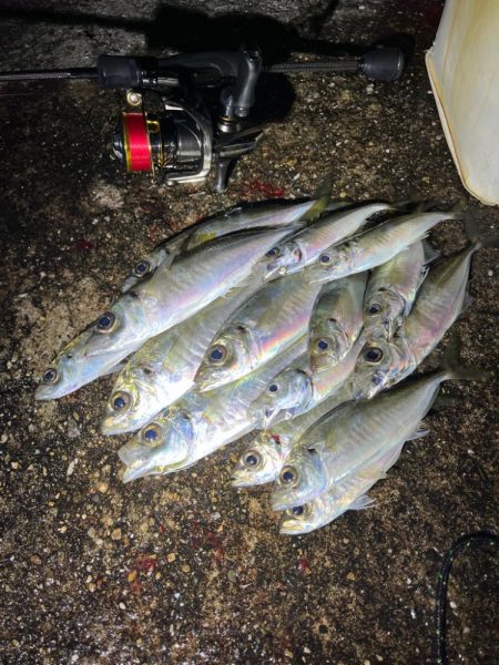 久々に活動開始❗࿠…