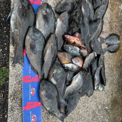 魚津港 フカセ釣り